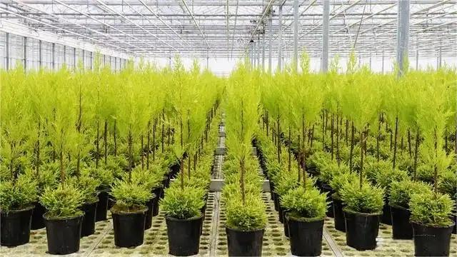 The Advantages Of Applying Glass Greenhouse Technology To Modern Agriculture The Advantages Of Applying Glass Greenhouse Technology To Modern Agriculture