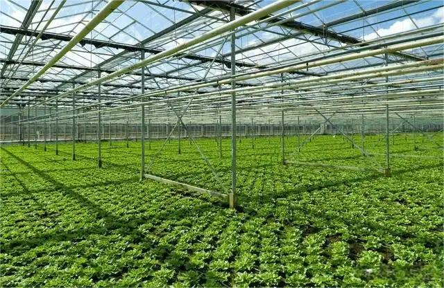 The Advantages Of Applying Glass Greenhouse Technology To Modern Agriculture The Advantages Of Applying Glass Greenhouse Technology To Modern Agriculture
